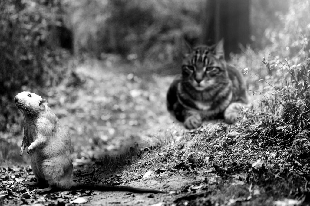 Är du en jägare eller&nbsp;samlare?